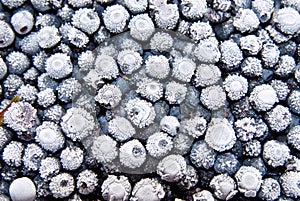 Frozen bilberries