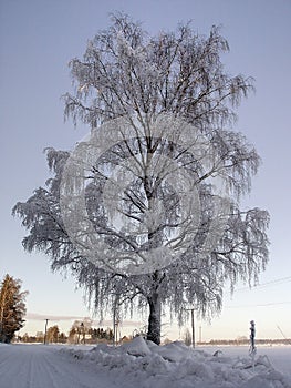 Frozen Birch