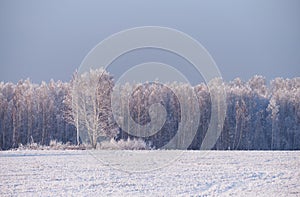 Frozen birch trees covered with hoarfrost and snow