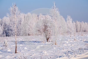 Frozen birch trees covered with hoarfrost and snow