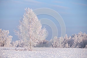 Frozen birch trees covered with hoarfrost and snow