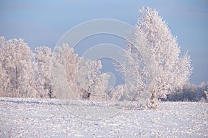 Frozen birch trees covered with hoarfrost and snow