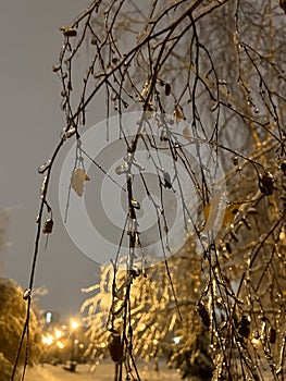 frozen birch twigs against the sky in the evening