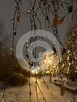 frozen birch twigs against the sky in the evening. selective focus