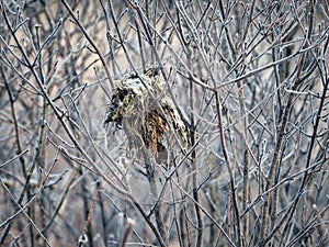 Frozen Bird Nest Left Behind photo