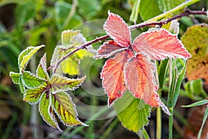 Frozen blackbeary leaf