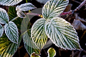 Frozen blackberry leaf