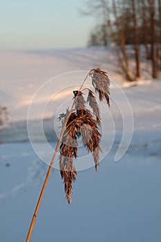 A frozen blade of grass in the winter