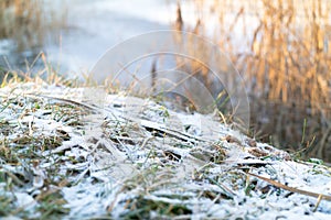 Frozen blades of grass covered with light snow at the edge of frozen lake