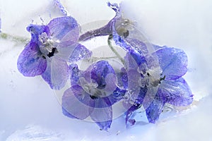 Frozen blue delphinium flower