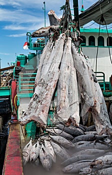 Frozen bodies of tuna during unloading of a ship in the harbour of Benoa, Bali, Indonesia