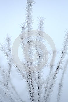 Frozen Branch