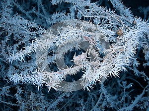 Frozen branch