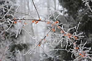 Frozen branch with berries of sea-buckthorn in winter