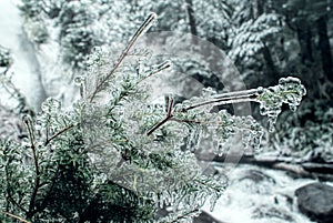 Frozen branch photo