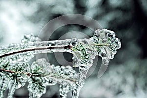 Frozen branch photo