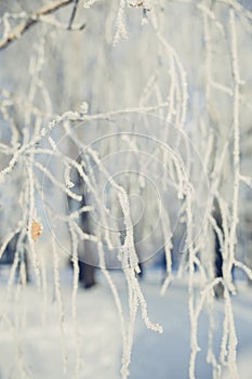 Frozen branch covered with snow on winter morning.