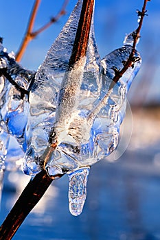 Frozen branch covered with transparent ice in the winter