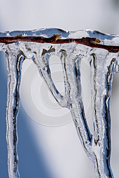 A bud in the ice (in the early spring or at the end of winter).