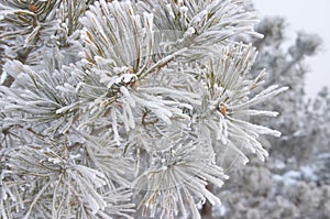 Frozen branch of pine