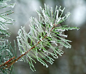 Frozen branch of pine tree spines covered with frost forest in foggy winter morning