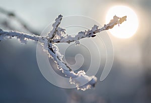 Frozen branch at winter sunset