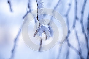 Frozen branch in winter wonderland