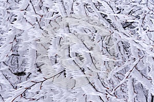 Frozen branches