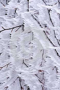 Frozen branches