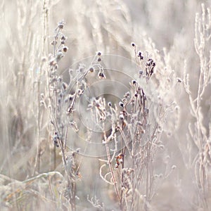 Frozen branches with buds, plants. Nature in winter.