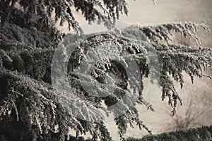 Frozen branches of evergreen tree closeup