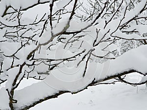 frozen branches in garden under white snow - close-up