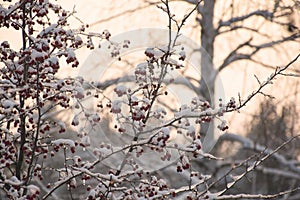 Frozen branches with hawthorn berries in the snow at sunset