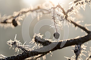 Frozen branches in sunlight