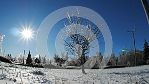 Frozen branches of trees in ice winter magic landscape