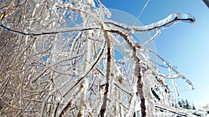 Frozen branches of trees in ice winter magic landscape