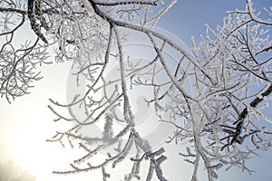 Frozen branches trees the rays of sunlight