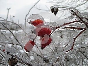 Frozen branches of wild rose hips