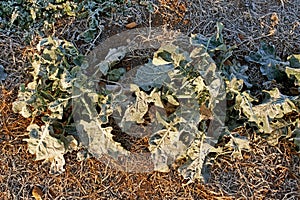 Frozen broccoli plant