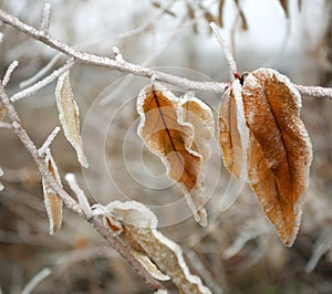 Frozen brown autumn leaves covered with frost closeup