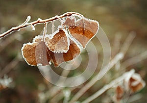 Frozen brown autumn leaves covered with frost closeup