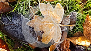 frozen brown leaves and green grass