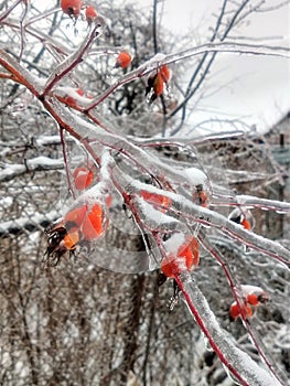 Frozen brunch of roseship with ice. Winter background.