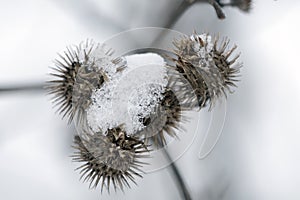 A frozen bucket of snow captured on dry thistles