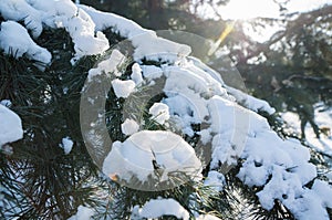 Frozen bush branch covered with snow close up view