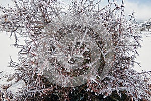 Frozen bush with ice in Sierra de las Nieves