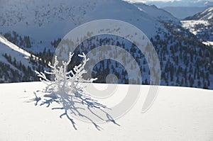 Frozen Bush in the mountains of the Siberian winter as a snowflake photo