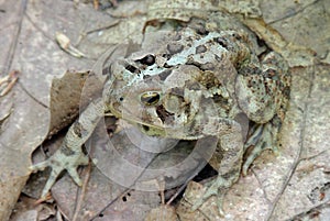 Frozen and Camouflaged Fowler`s Toad