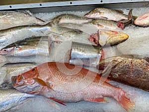 Frozen carp fish on ice for sale at seafood market