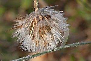 Frozen cat's ear flower photo